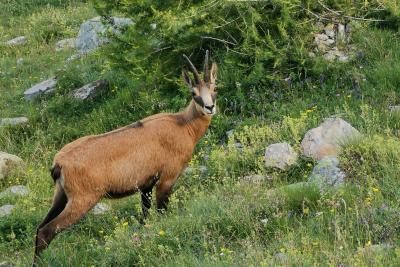 Agrandir l'image 4 sur 10, fenêtre modale