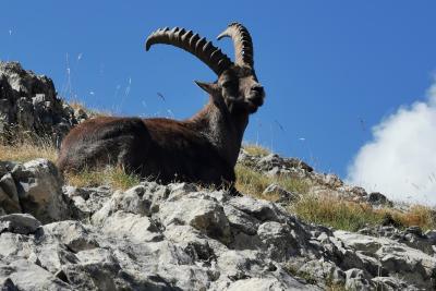 Agrandir l'image 5 sur 10, fenêtre modale