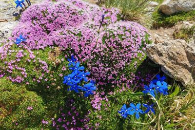 Agrandir l'image 4 sur 10, fenêtre modale