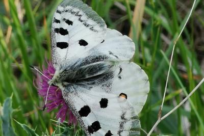 Agrandir l'image 7 sur 10, fenêtre modale
