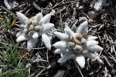 Agrandir l'image 7 sur 10, fenêtre modale