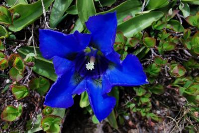 Agrandir l'image 8 sur 10, fenêtre modale