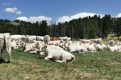 Agrandir l'image 8 sur 10, fenêtre modale